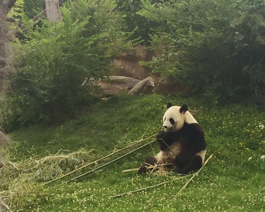 pandas au zoo de Beauval