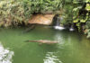 Visite de la ferme aux crocodiles à Pierrelatte