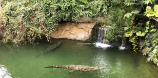 Visite de la ferme aux crocodiles à Pierrelatte