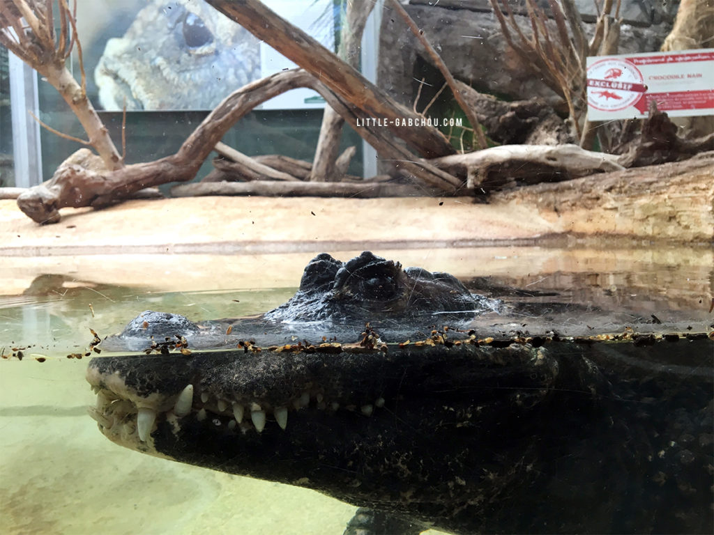 différents espèces de crocodiles dans la ferme aux crocodiles 
